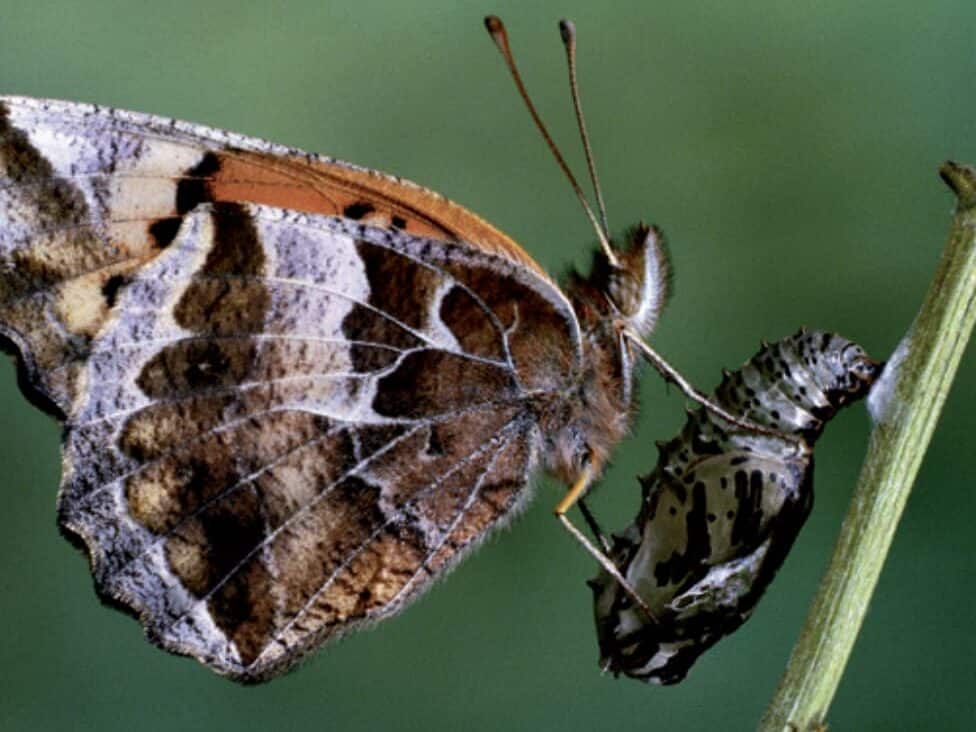 Divoký dubový motýľ, z jeho kokónov sa vyrába luxusný divoký hodváb Tussah.